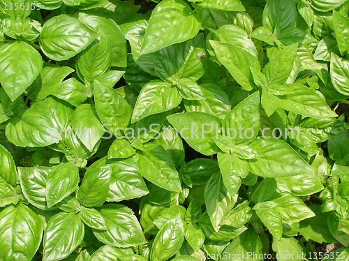 Image of Basil