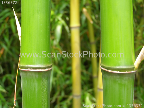 Image of Leaf