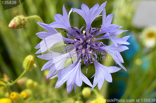 Image of Cornflower