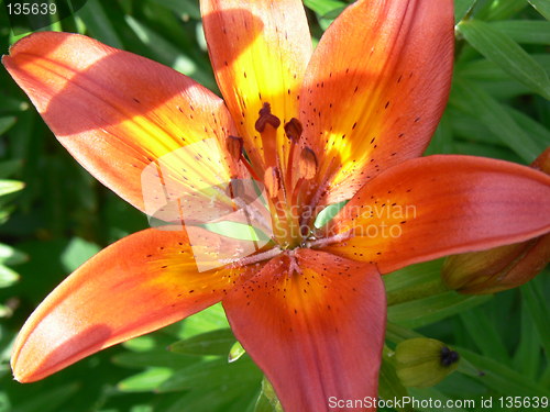 Image of Red lily