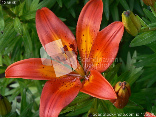 Image of Red lily