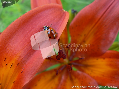 Image of Red lily and ladybird