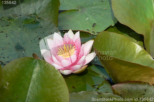 Image of Pink water-lily