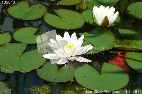 Image of White water-lily