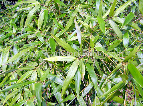 Image of Bamboo