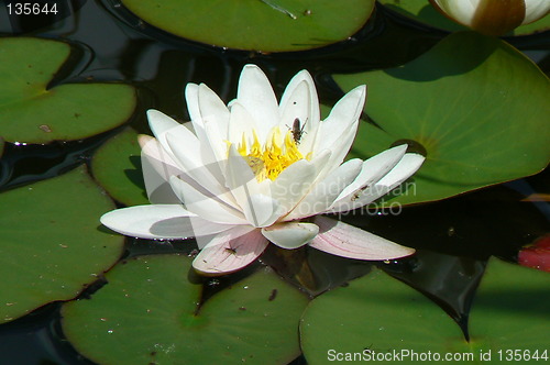 Image of White water-lily