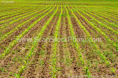 Image of cornfield