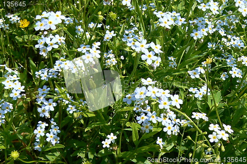 Image of small blue flowers