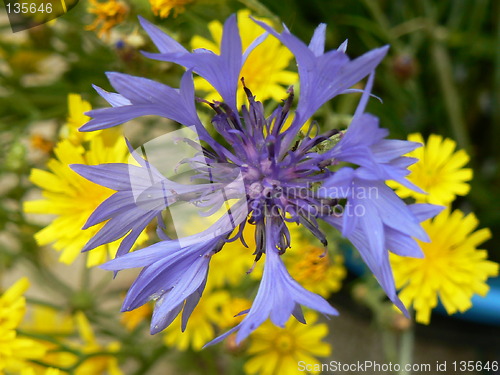 Image of Cornflower