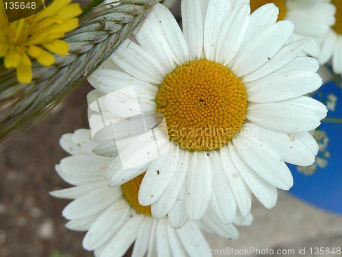 Image of Daisy in garden