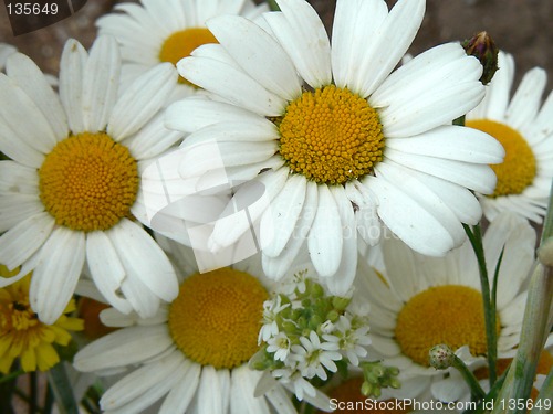 Image of Daisies