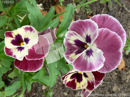 Image of Violet pansies