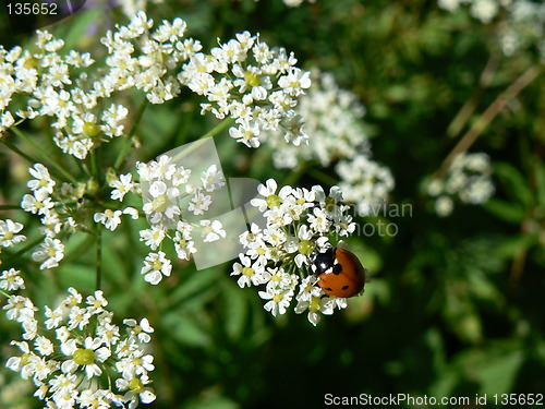 Image of Ladybird