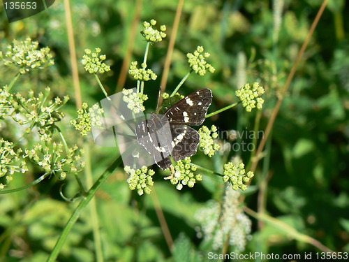 Image of Butterfly