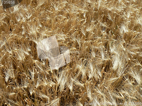 Image of Wheat field