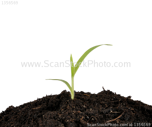Image of sprout in the ground