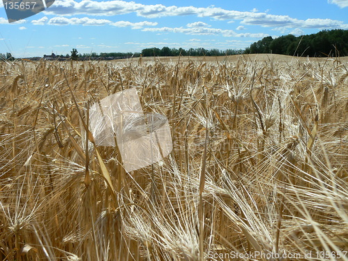 Image of Wheat field