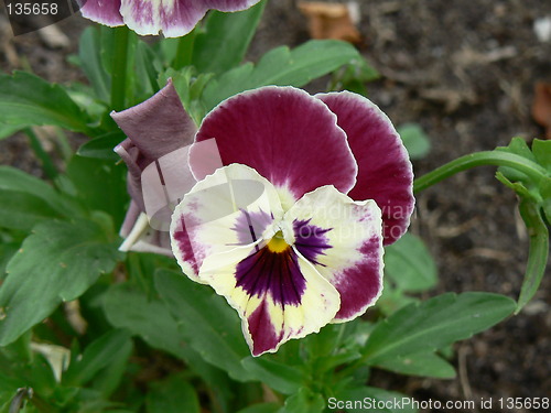 Image of Violet pansies