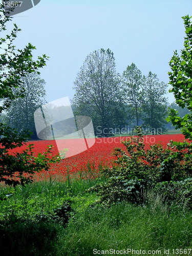 Image of Poppies Filed