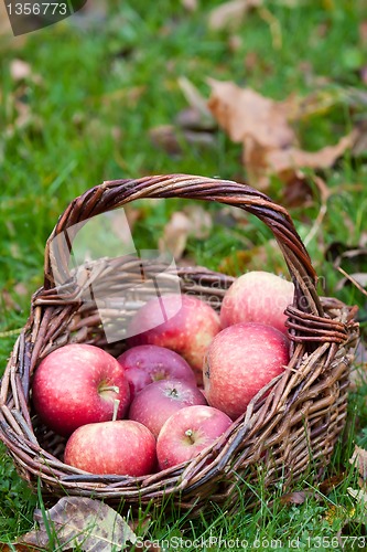 Image of Red apples