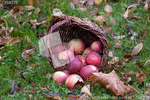 Image of Apples