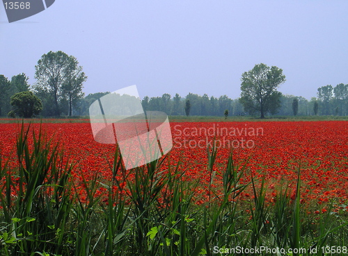 Image of Poppies Field