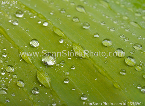 Image of green leaf with water drops