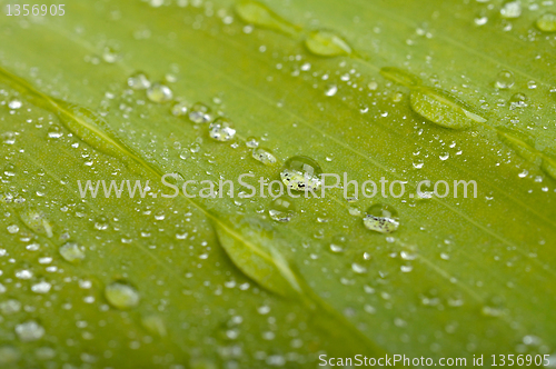 Image of green leaf with water drops