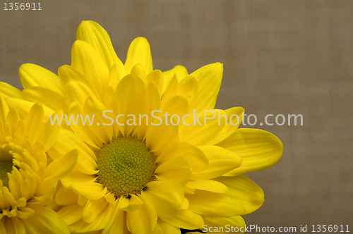 Image of yellow chrysanthemums