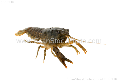 Image of crayfish on a white