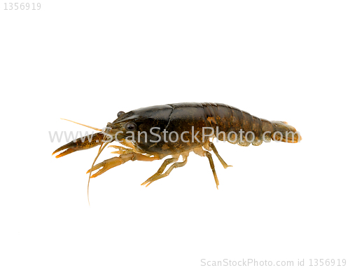 Image of crayfish on a white
