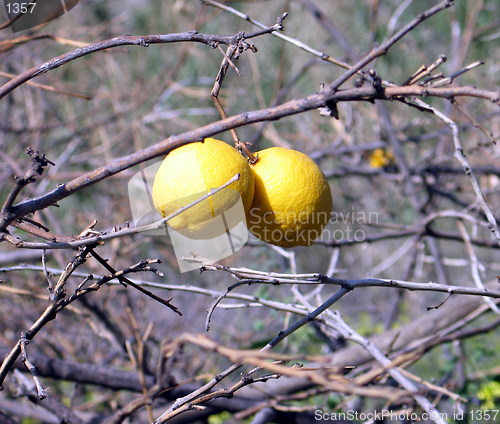 Image of Abandoned lemons