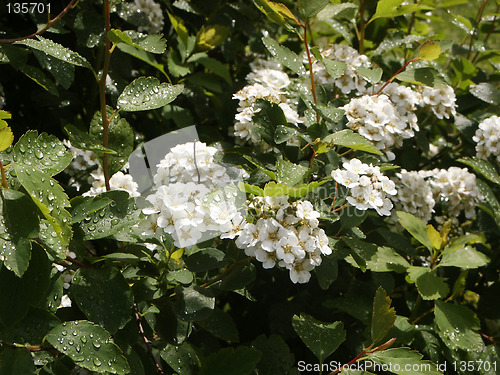 Image of Bush after a rain