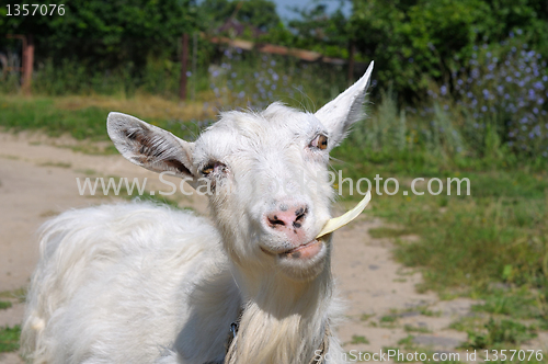 Image of white goat chewing the cabbage