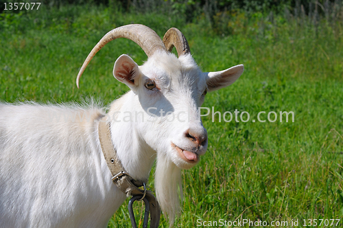 Image of white goat showing tongue