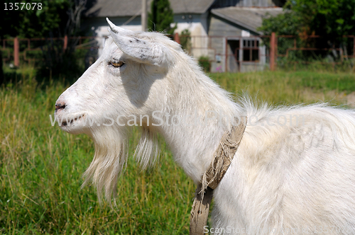 Image of portrait of a goat in profile
