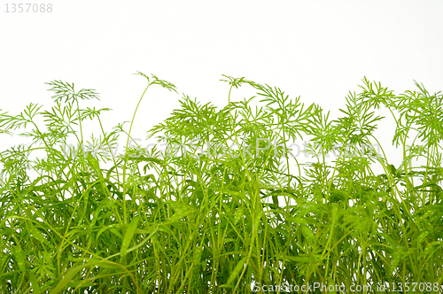 Image of dill on white background