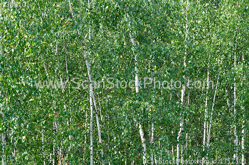 Image of birch background