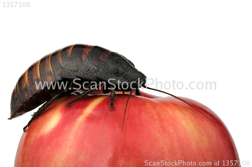 Image of cockroach on the apple