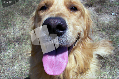 Image of Golden Retriever