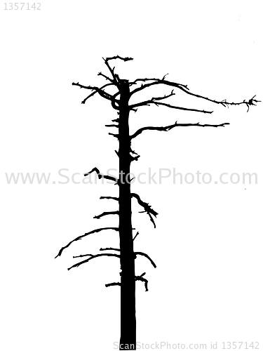 Image of vector drawing