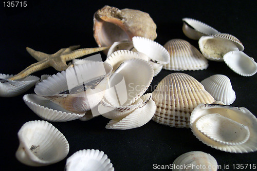 Image of seashells