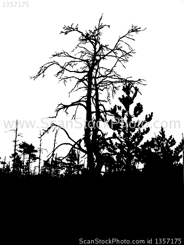 Image of vector drawing
