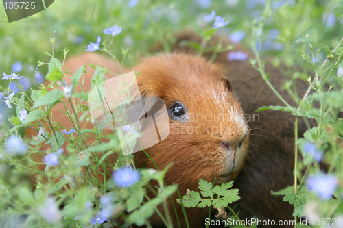Image of Piggy in a meadow