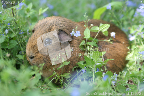 Image of Brown Guinea Pig