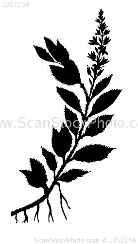 Image of vector drawing