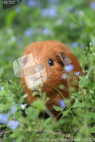 Image of Ginger Guinea pig