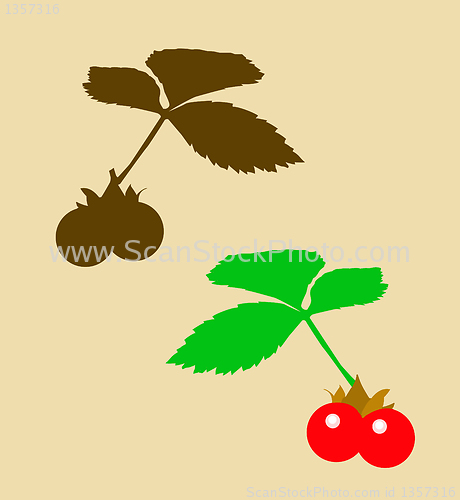 Image of vector drawing