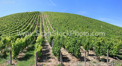 Image of Vineyard