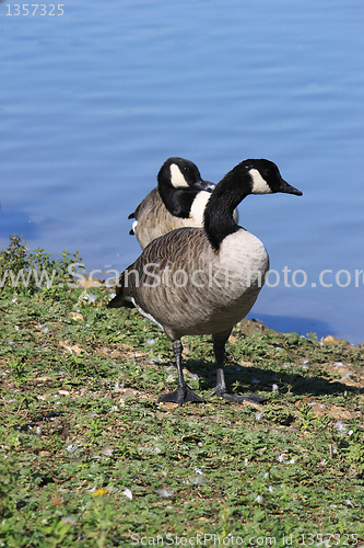 Image of wild geese